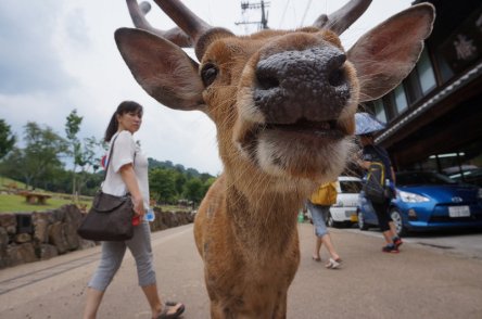 27483393583_8cb10113dc_c