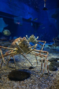 27819477950_273482b528_z