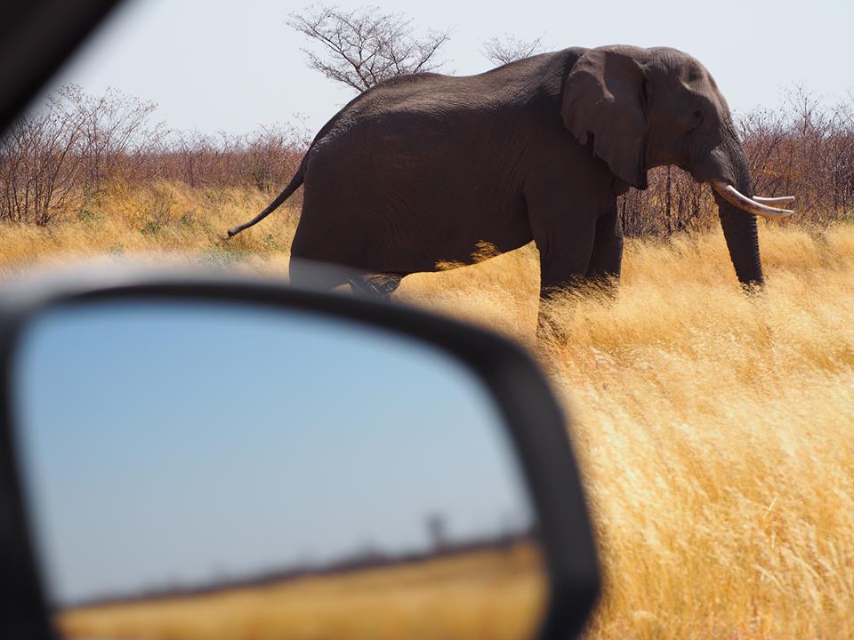 Auf zum Schlagloch – Autofahren in Botswana