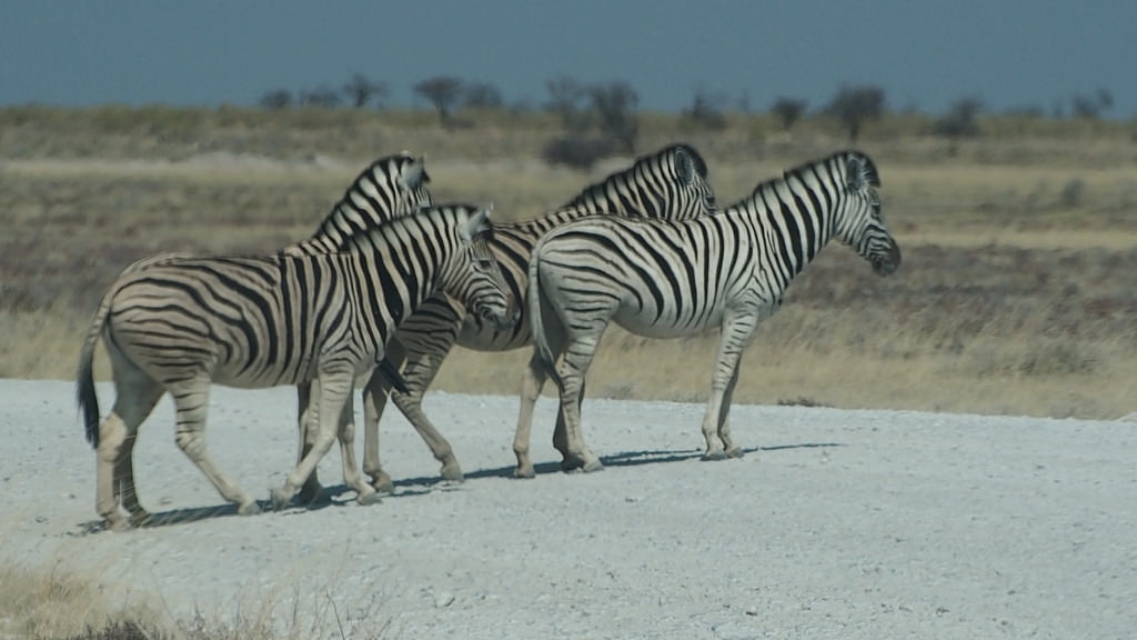 Wildlife – Paradies