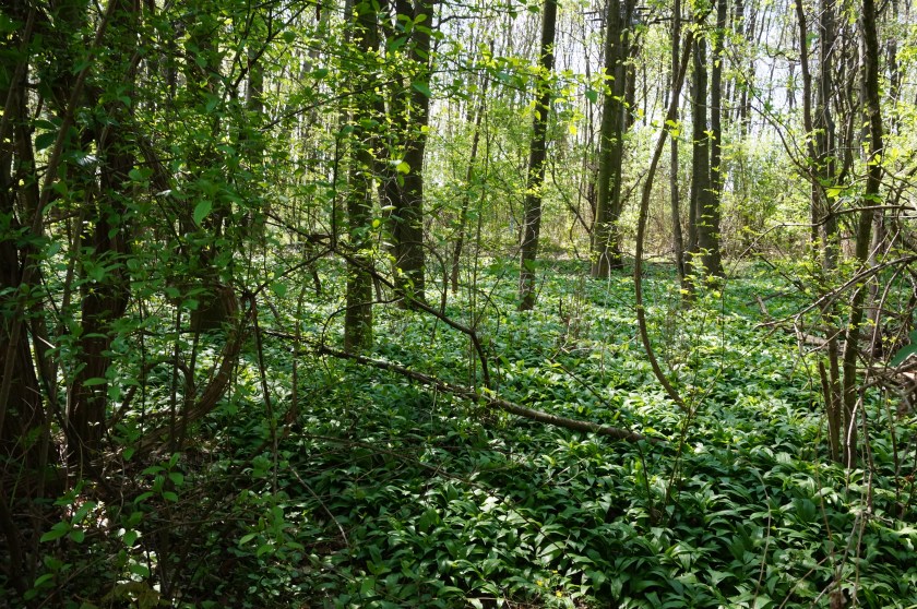 Bärlauch im Auwald.JPG