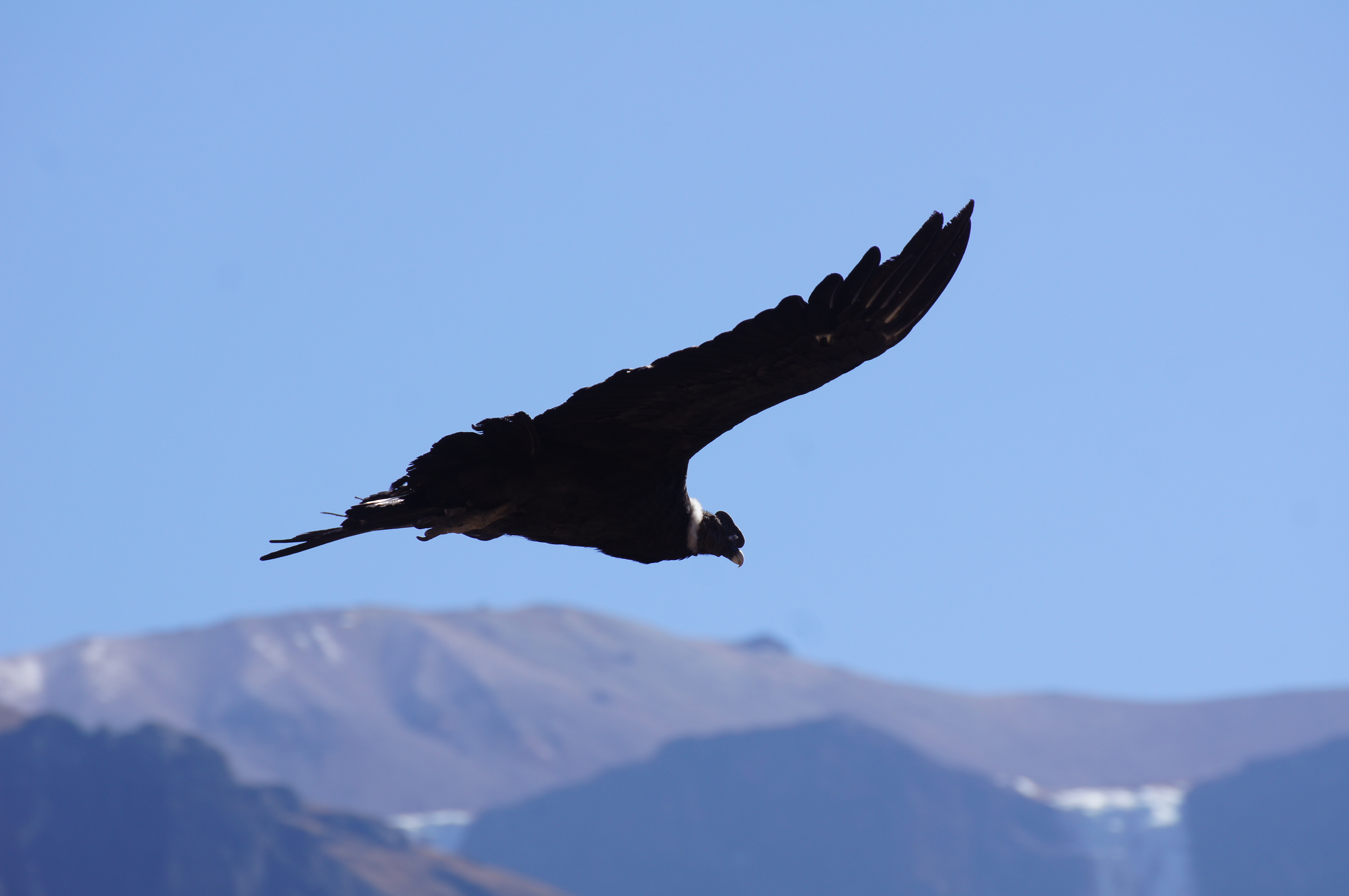 Am Cruz del Condor – Wenn 12 kg Vogel in die Luft gehen