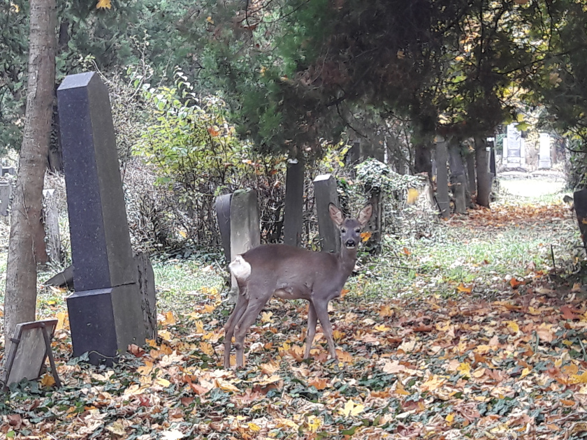 zentralfriedhof-teaser