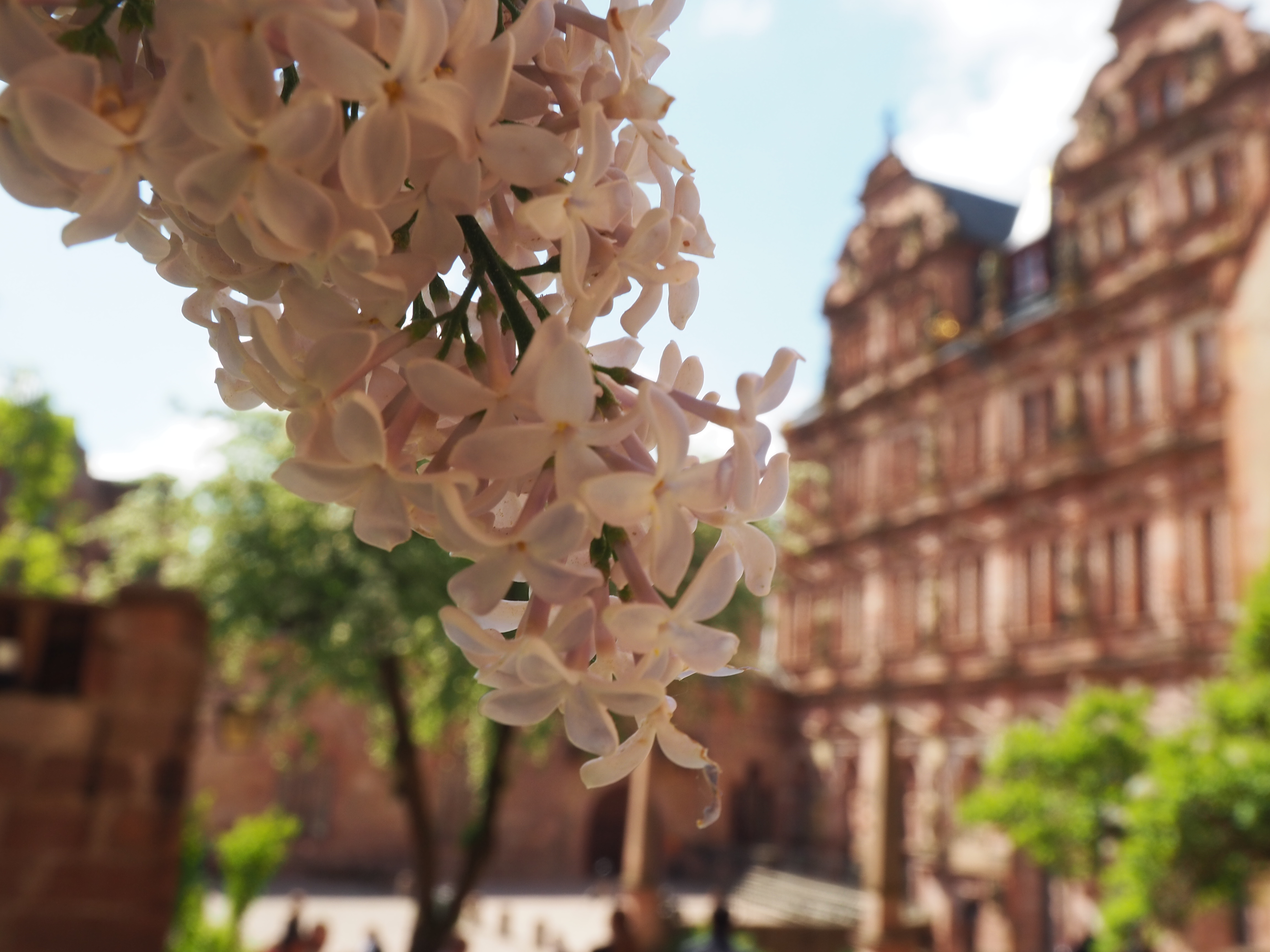 Auf Erkundungstour in und um Heidelberg