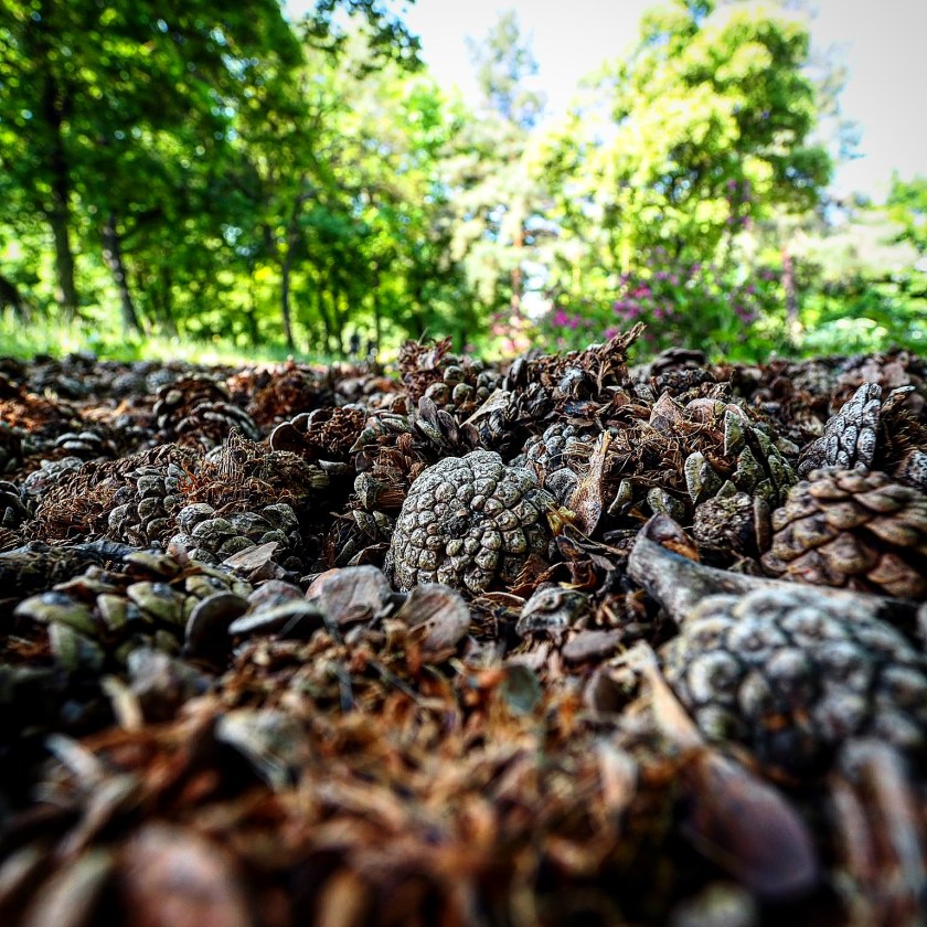 img_20180514_182920_918_41390979154_o