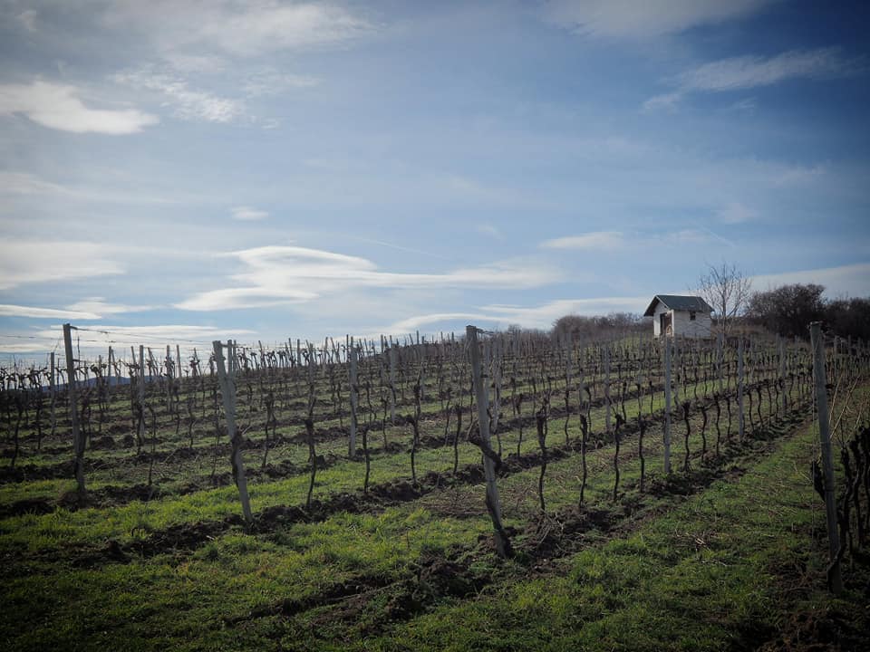 #Öffiwandern: Erster Wiener Wasserleitungsweg – Durch die Weinberge von Baden nach Gumpoldskirchen